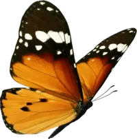 butterfly